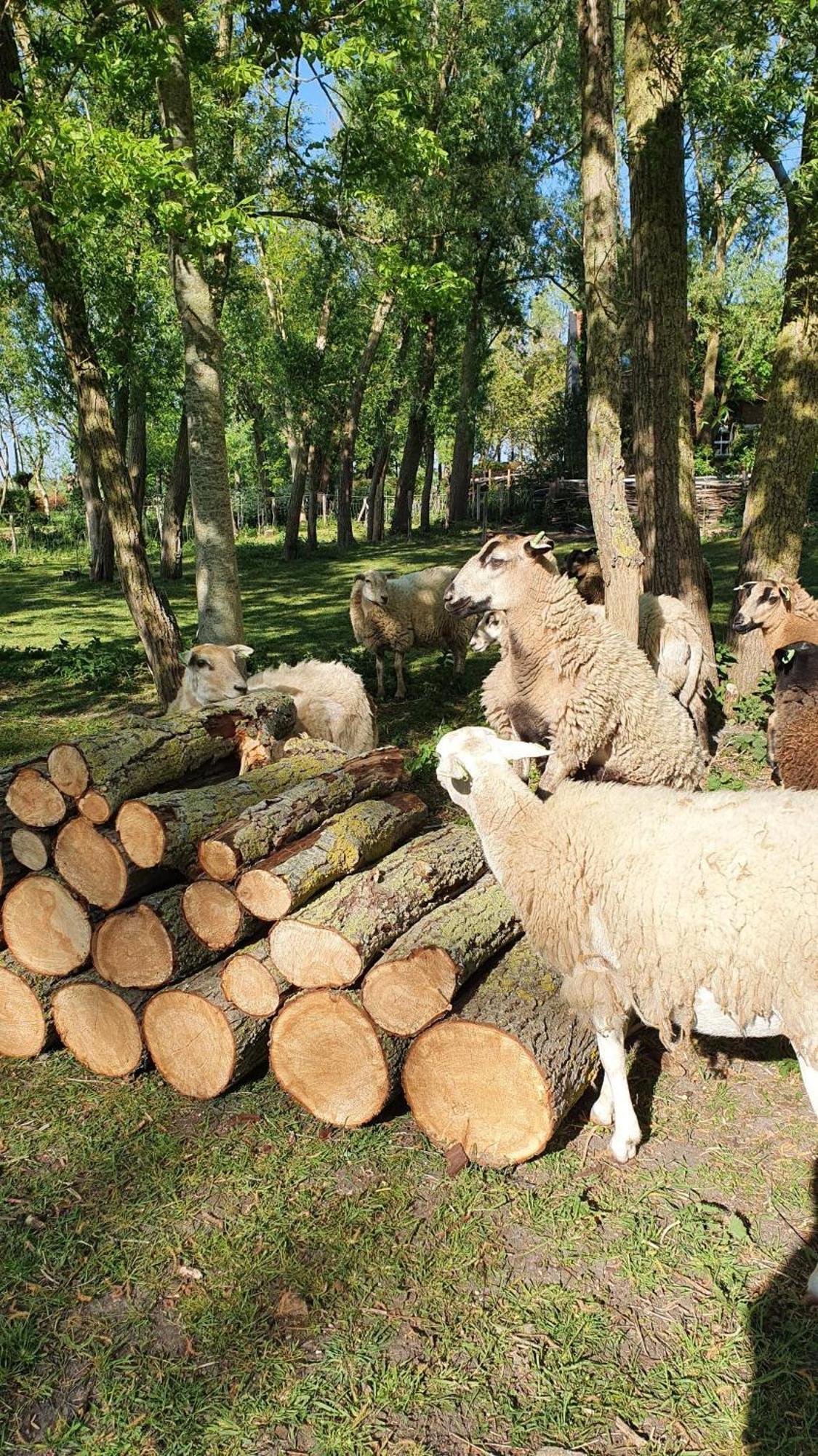 De Zeeuwsche Hoeve Kerkwerve Екстер'єр фото