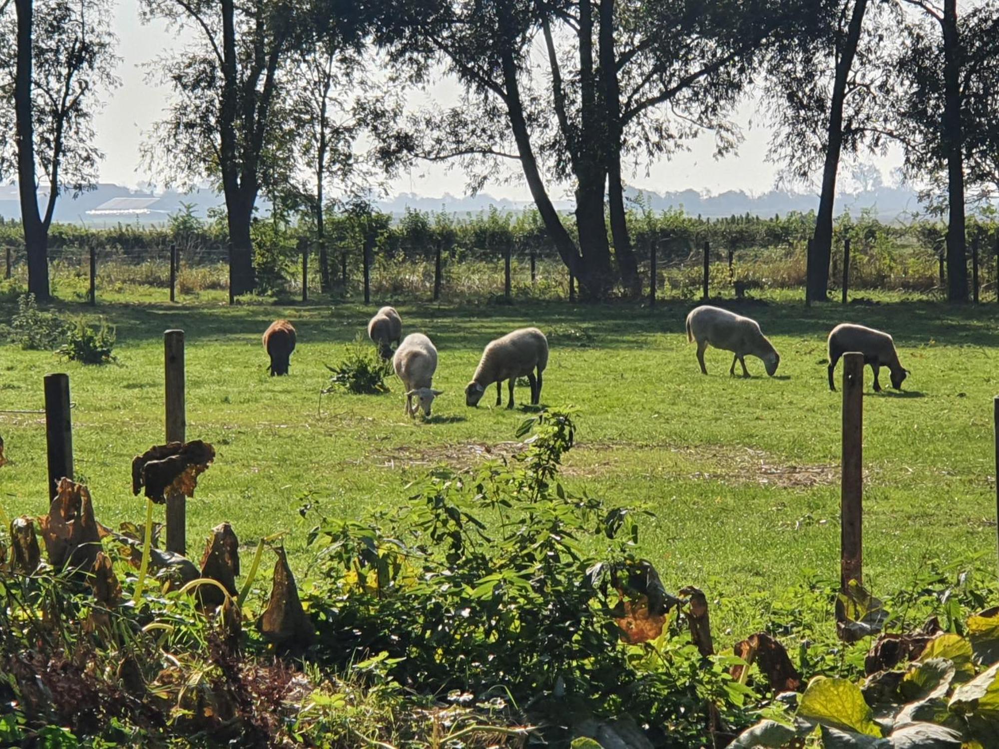 De Zeeuwsche Hoeve Kerkwerve Екстер'єр фото